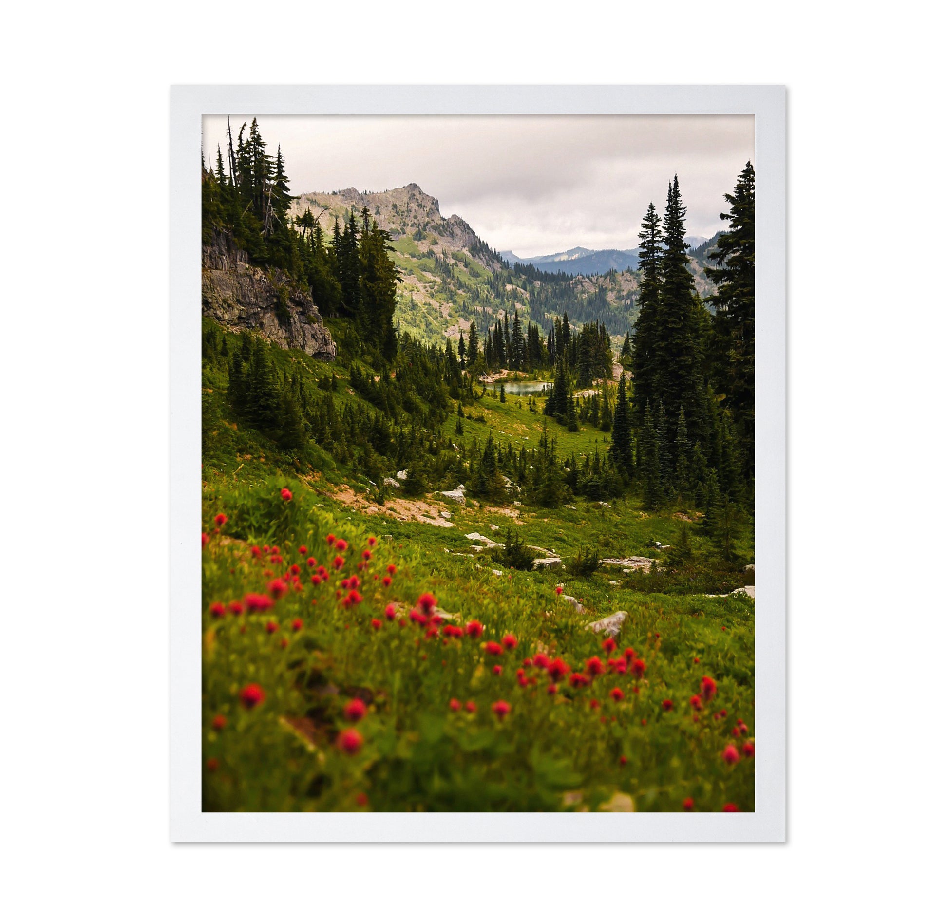 Mount Rainier Paintbrush