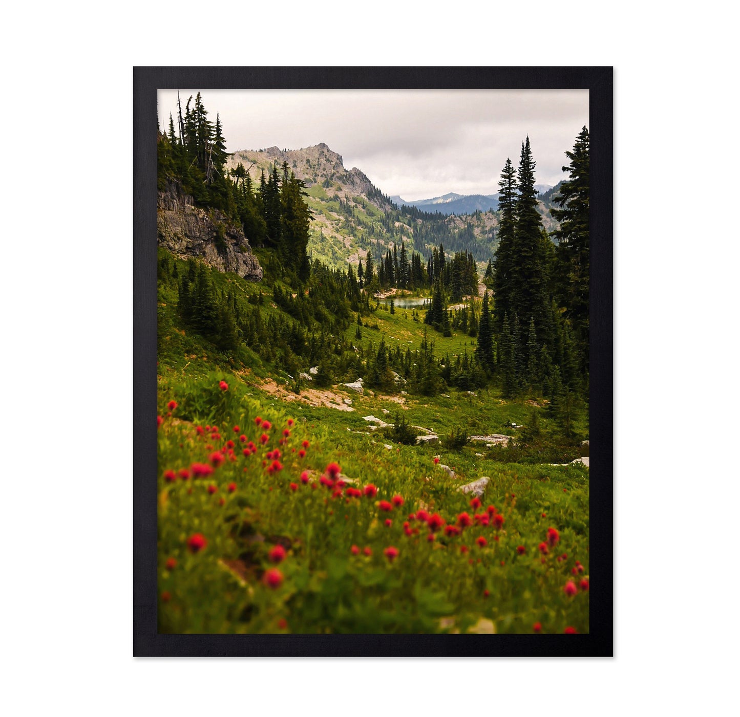 Mount Rainier Paintbrush