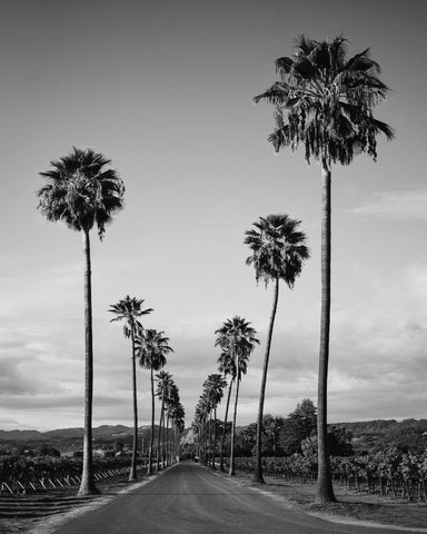 Palm Row