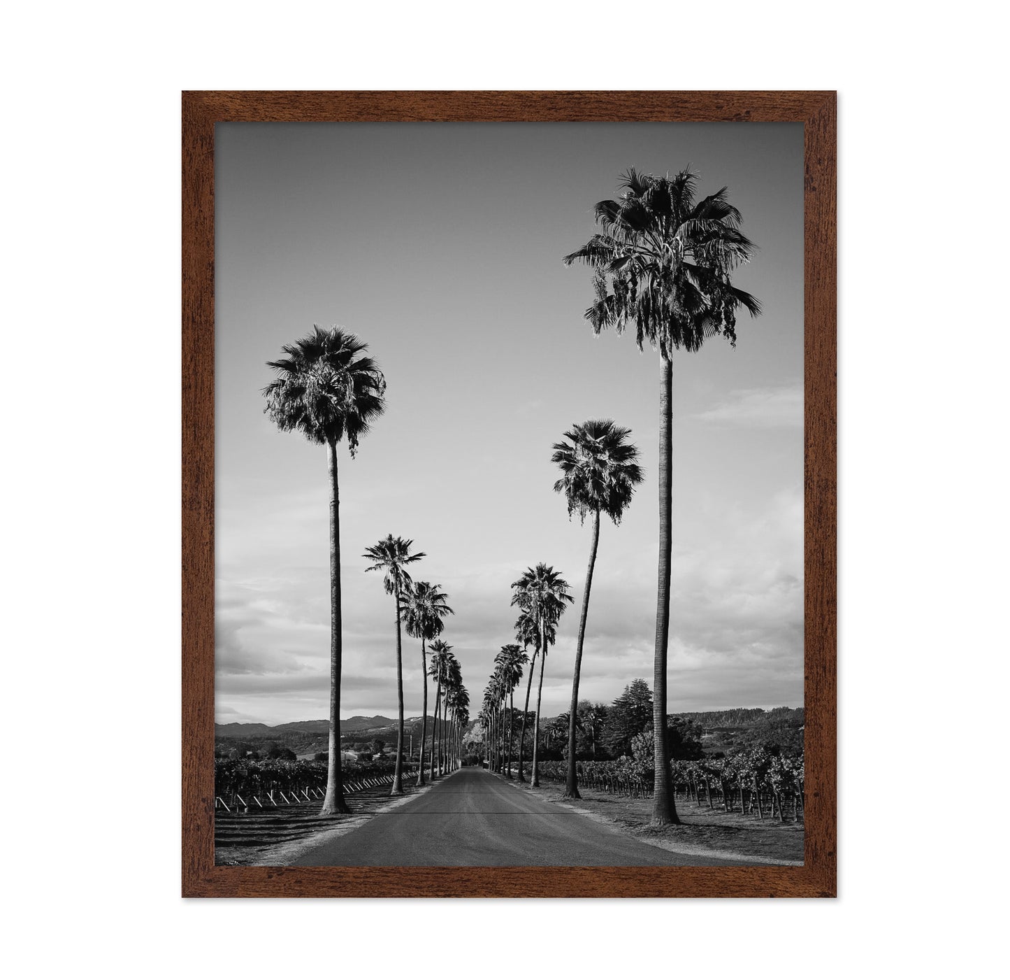 Palm Row