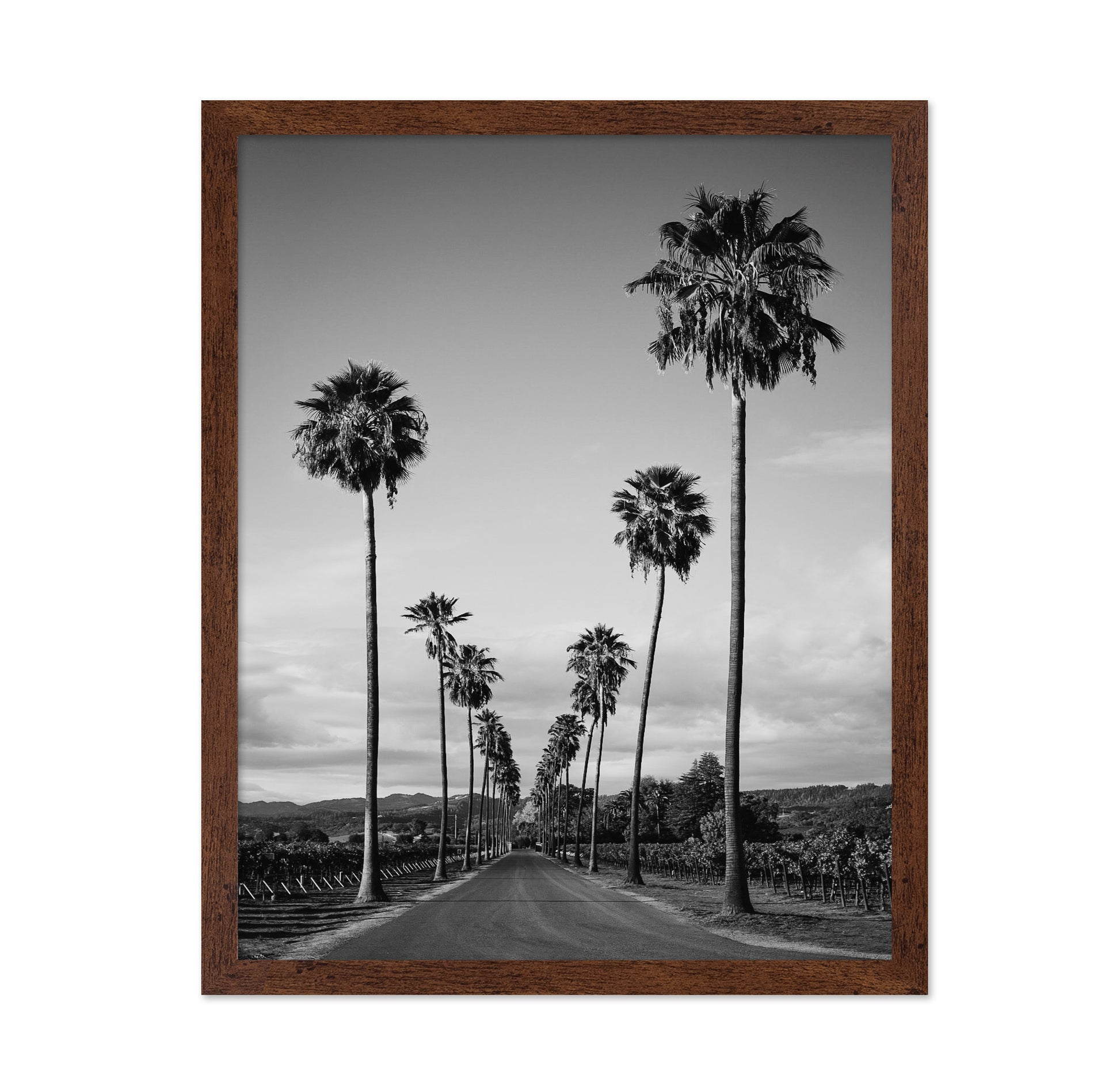 Palm Row