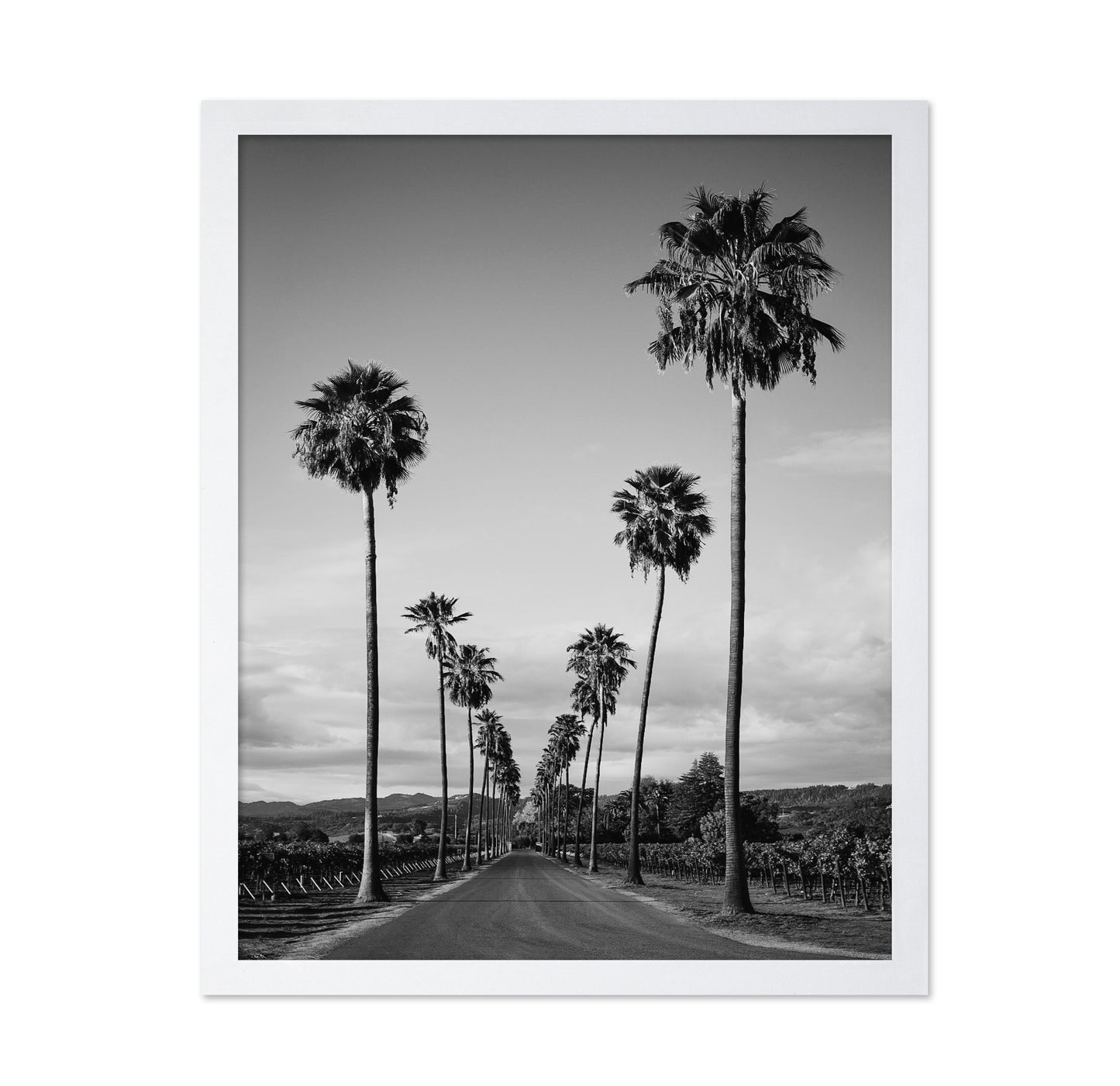 Palm Row