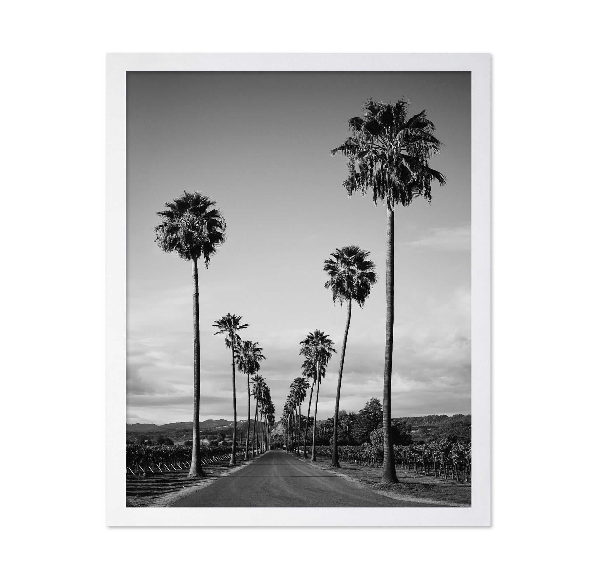 Palm Row