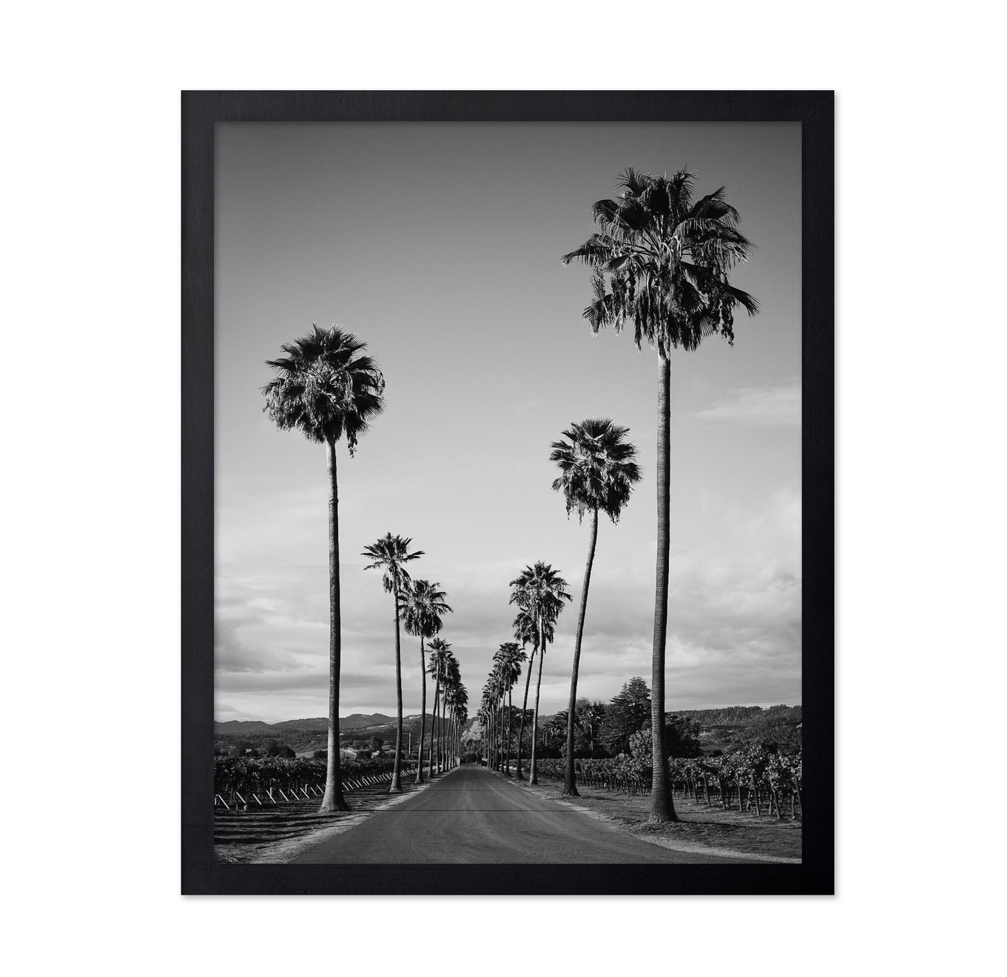 Palm Row