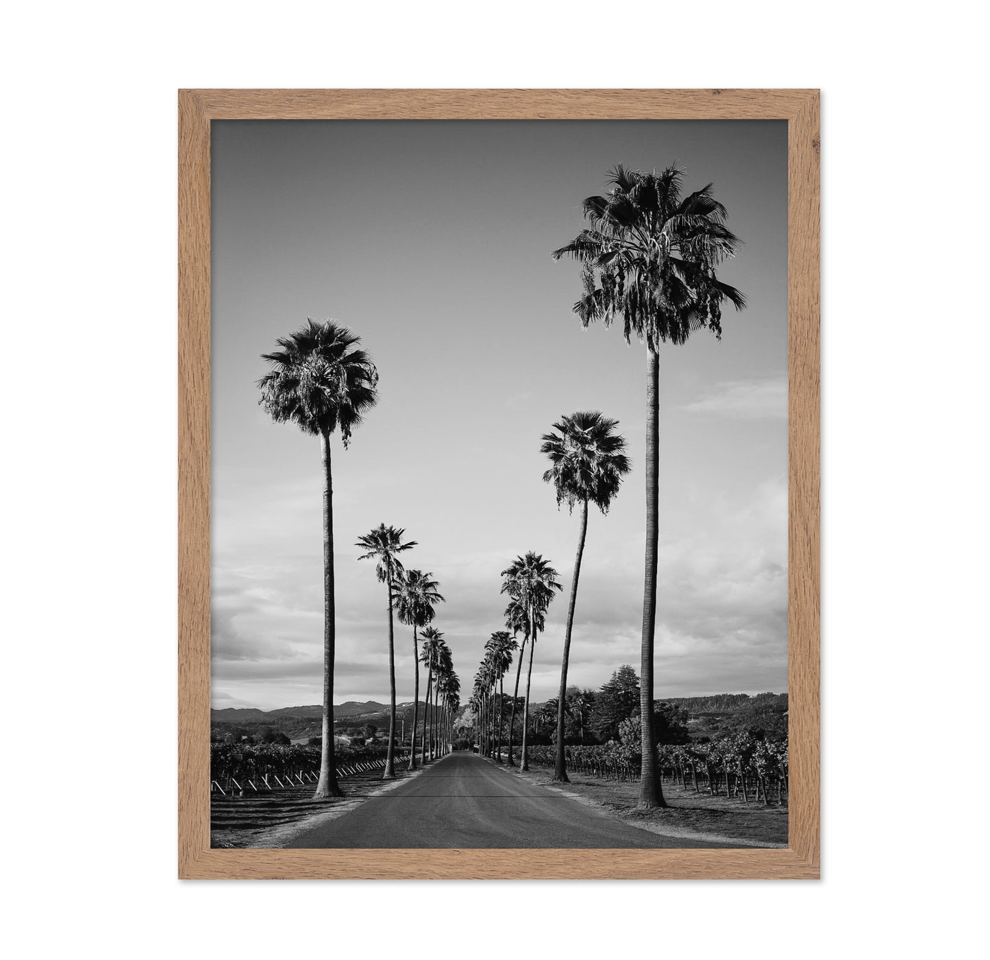 Palm Row