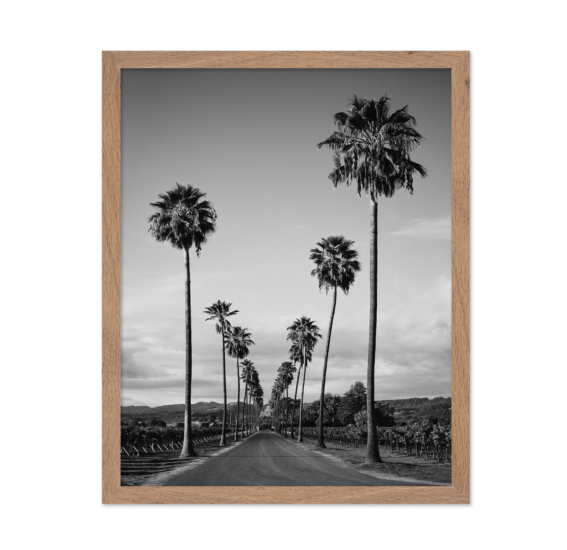 Palm Row