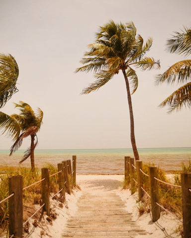 Tropical Paradise Vibes