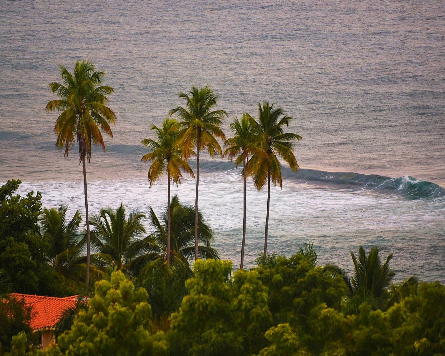 Puerto Rico Palms
