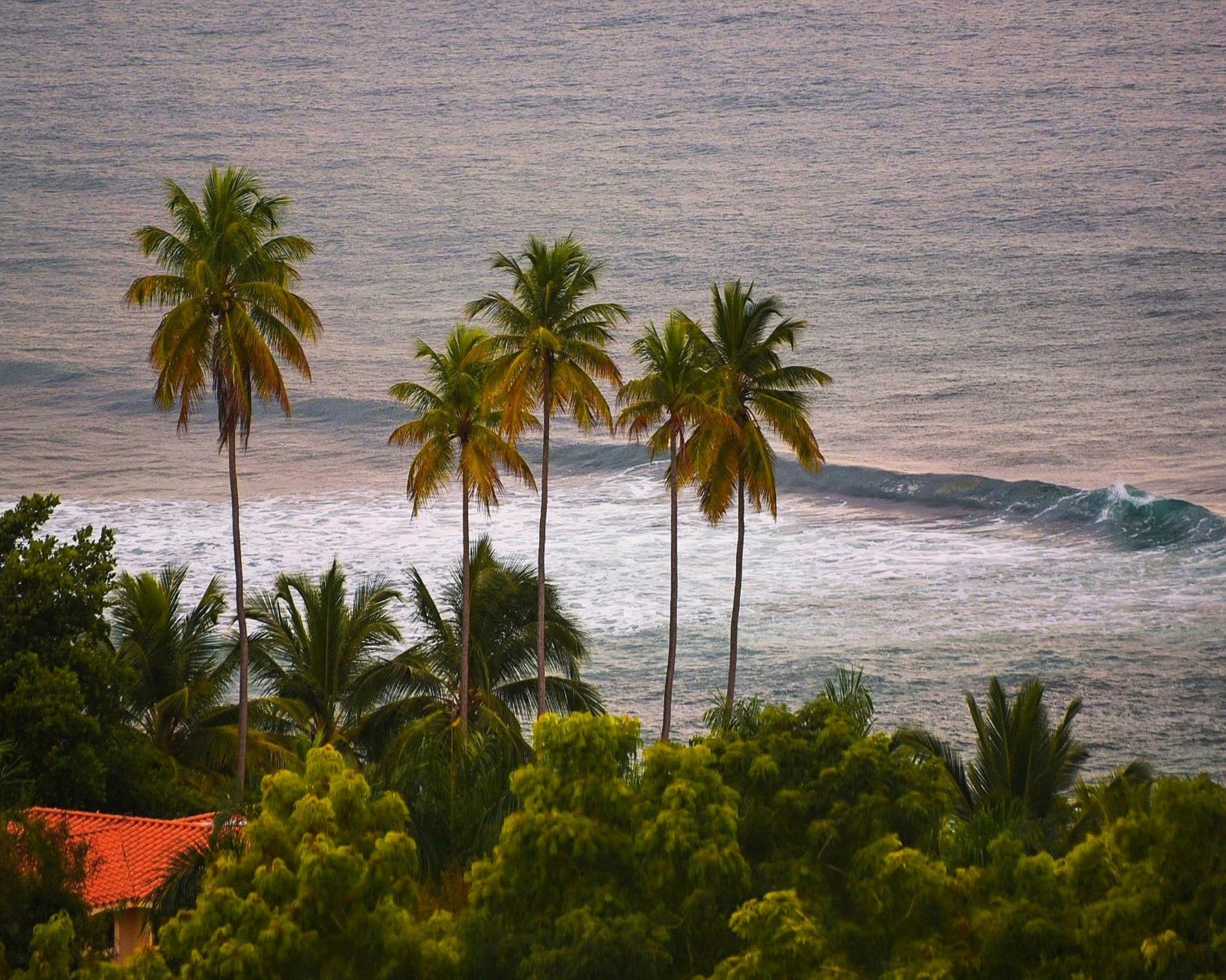 Puerto Rico Palms
