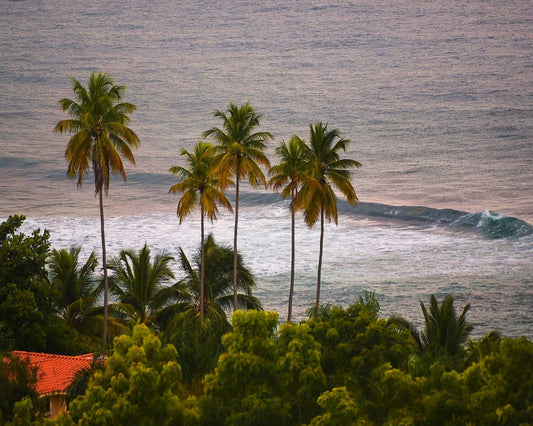 Puerto Rico Palms