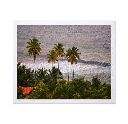 Puerto Rico Palms