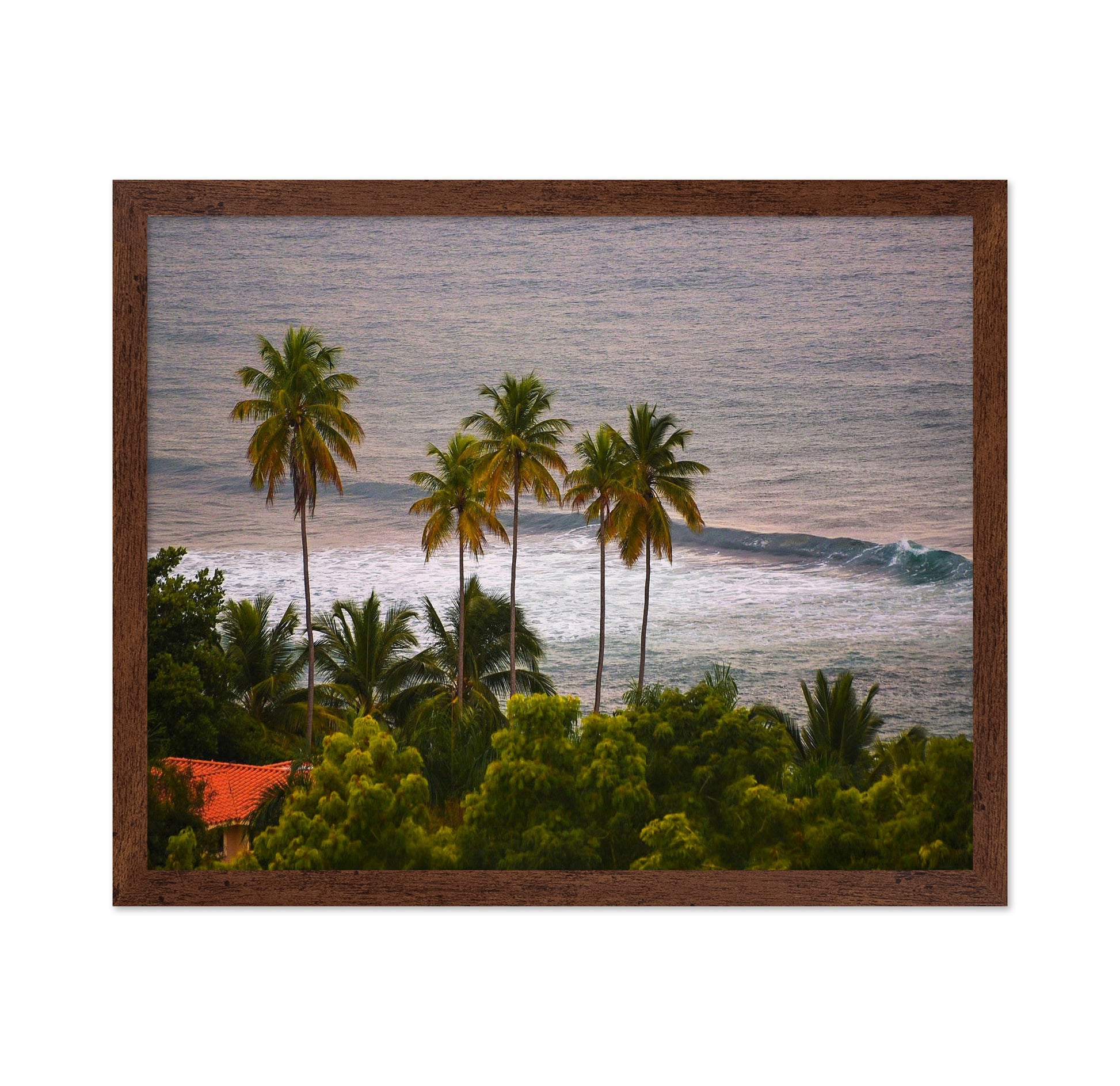 Puerto Rico Palms