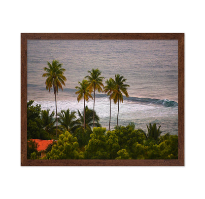Puerto Rico Palms