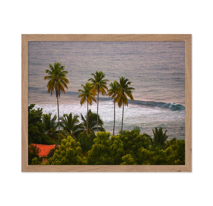 Puerto Rico Palms