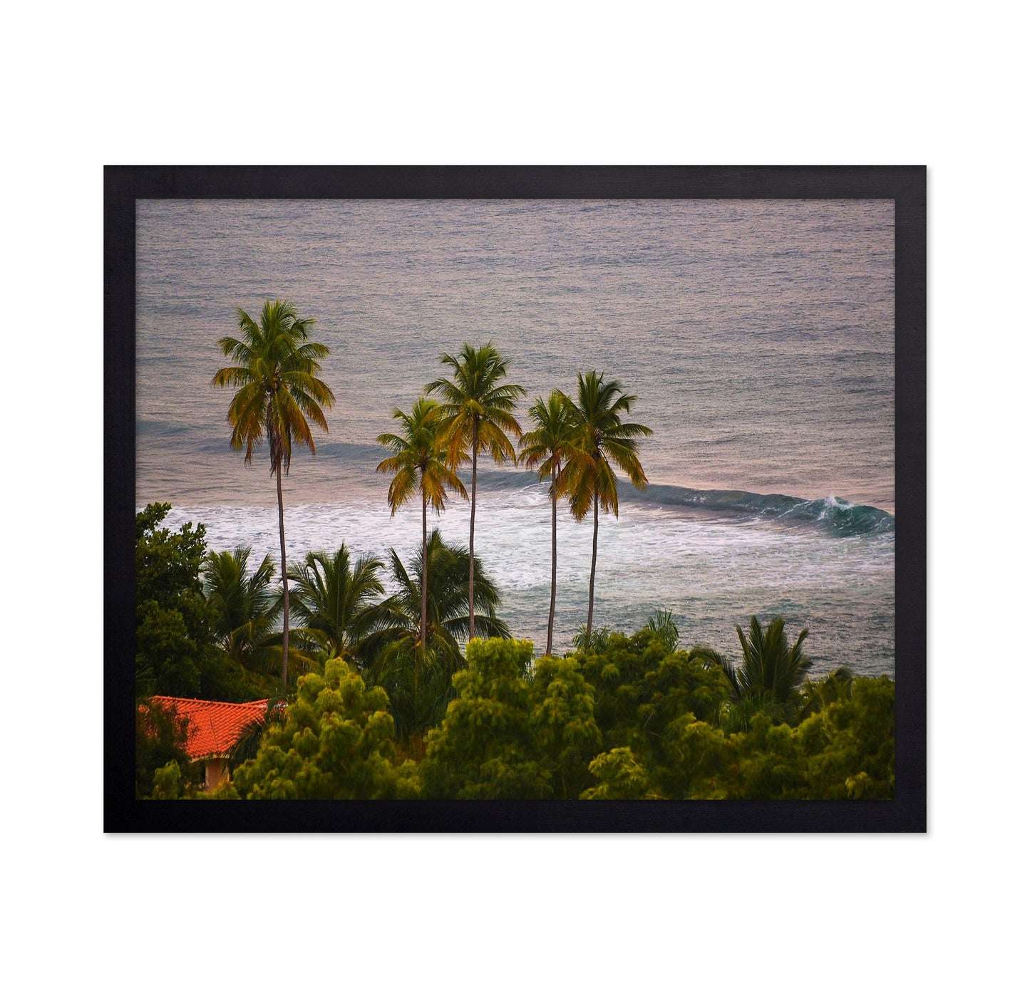 Puerto Rico Palms