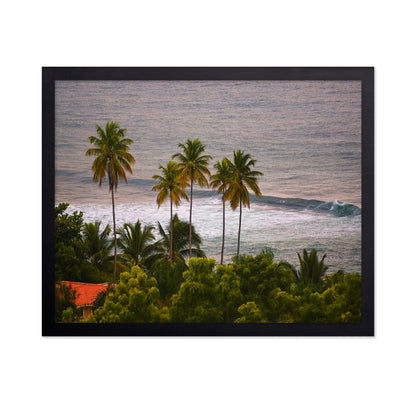Puerto Rico Palms