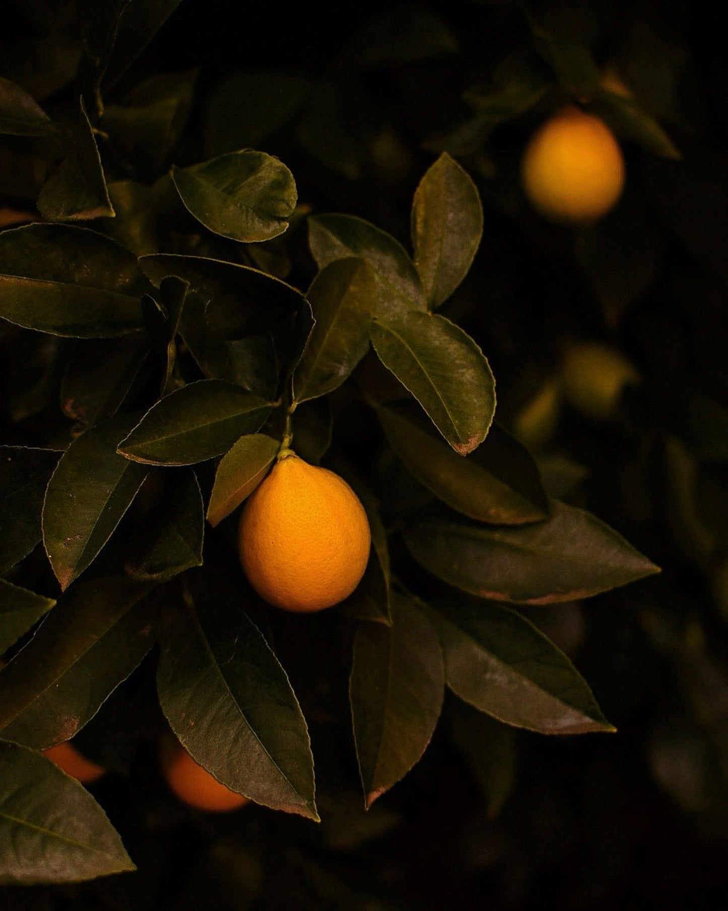 Meyer Lemon Tree