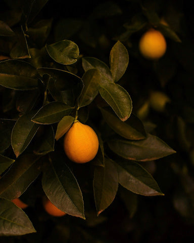Meyer Lemon Tree