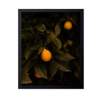 Meyer Lemon Tree