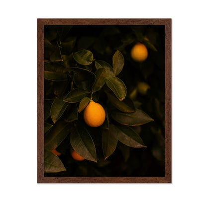 Meyer Lemon Tree