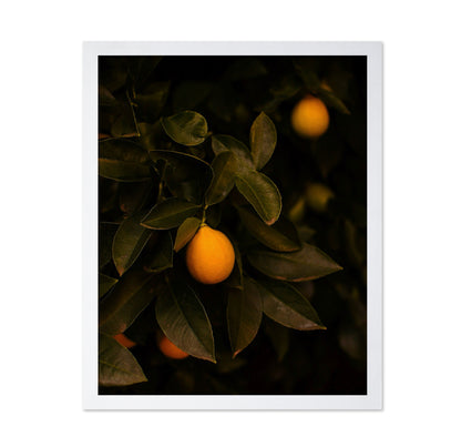 Meyer Lemon Tree