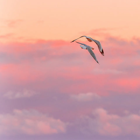 Pastel Sky Bird