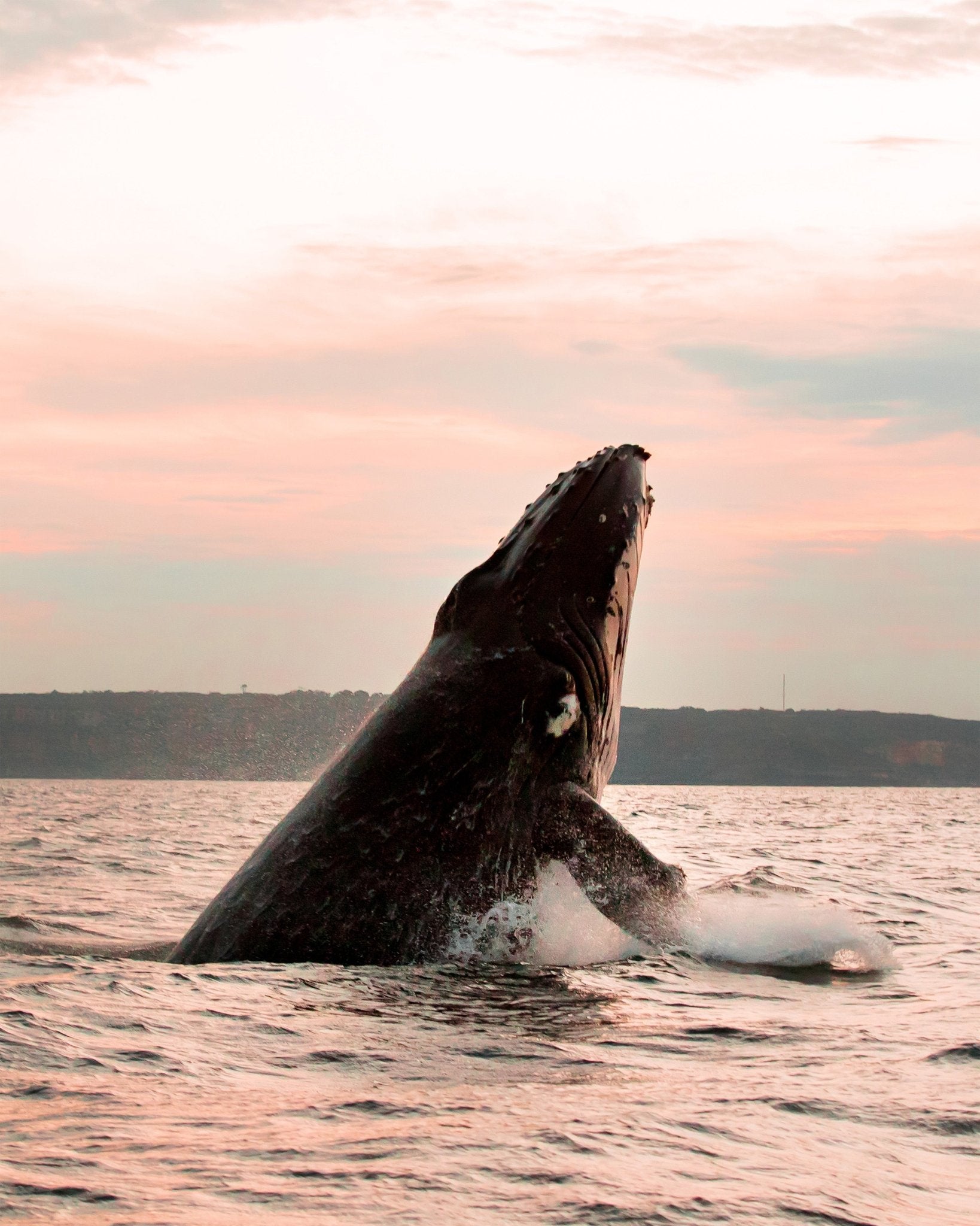 A Majestic Whale In The Ocean
