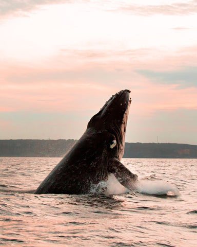 A Majestic Whale In The Ocean
