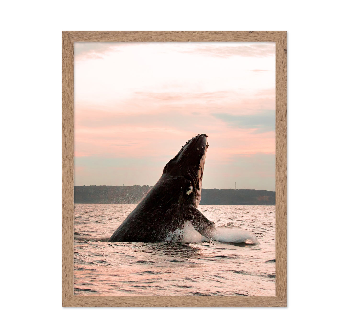 A Majestic Whale In The Ocean