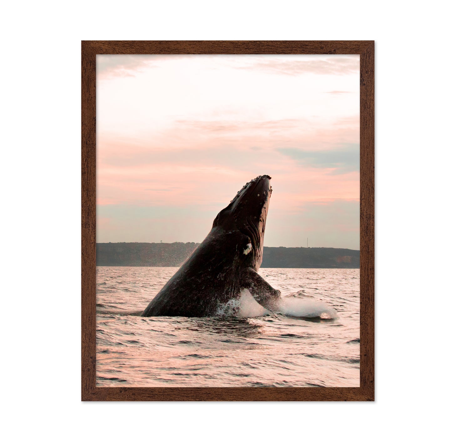 A Majestic Whale In The Ocean