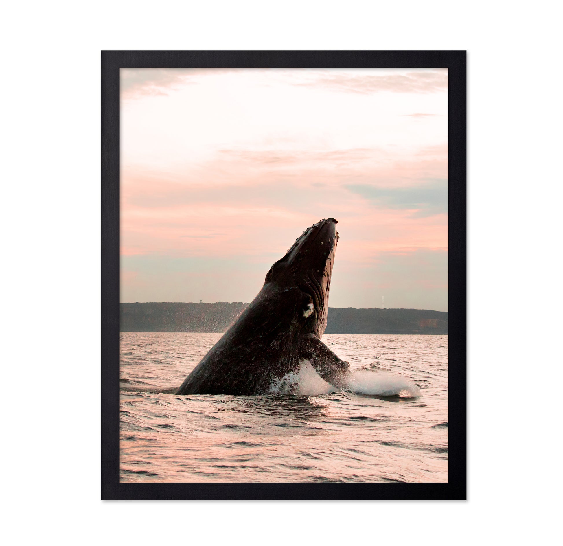 A Majestic Whale In The Ocean