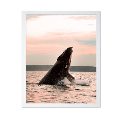 A Majestic Whale In The Ocean