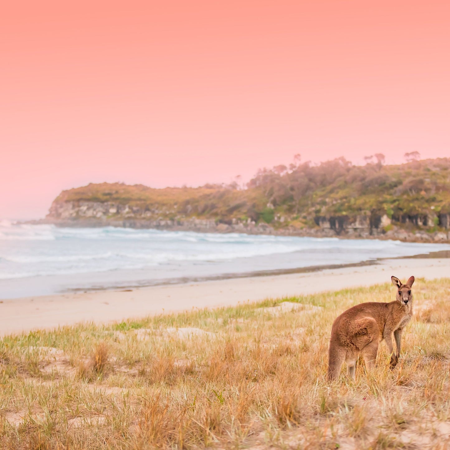 Kangaroo On A Sunset Beach