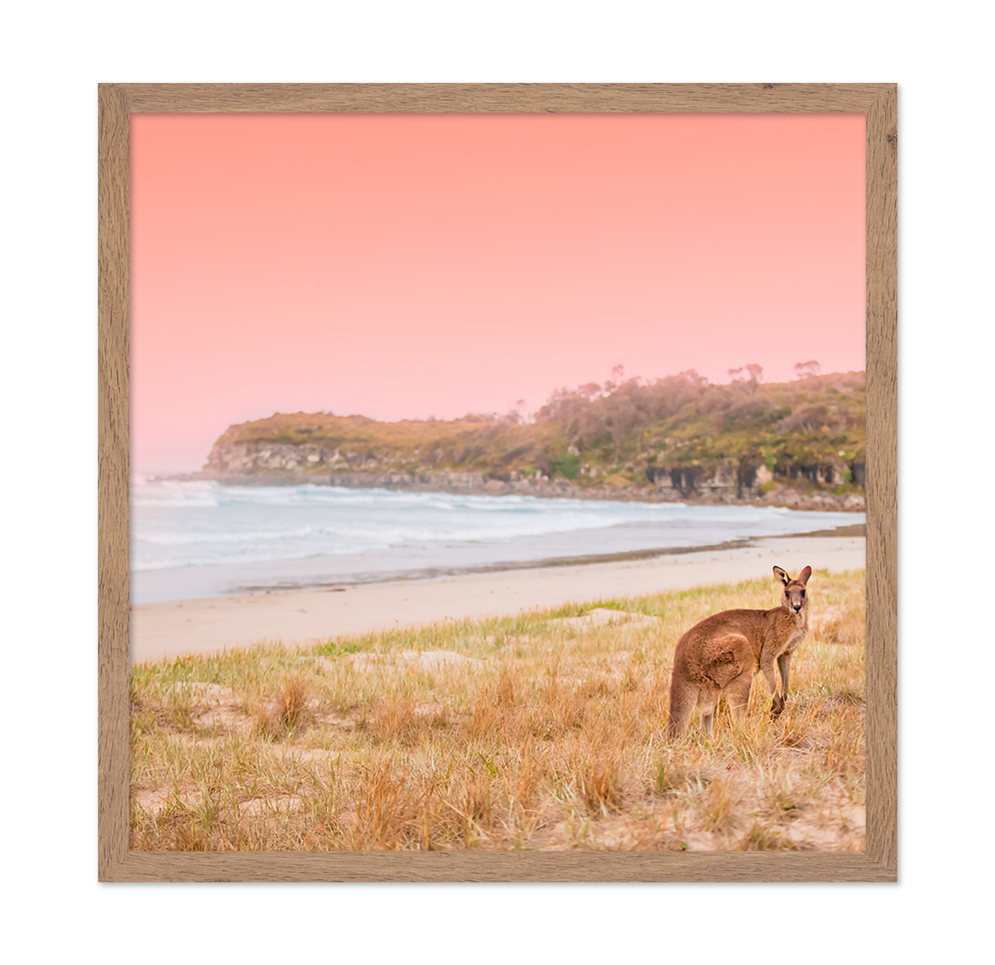 Kangaroo On A Sunset Beach