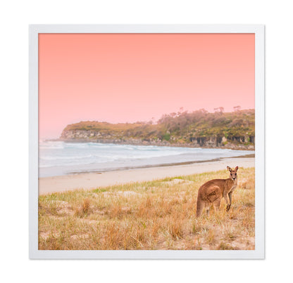 Kangaroo On A Sunset Beach