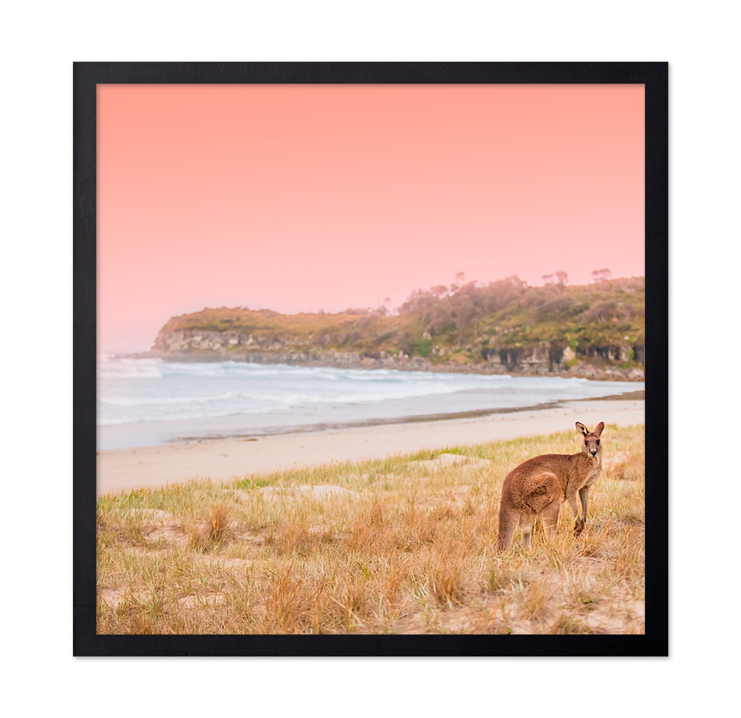 Kangaroo On A Sunset Beach