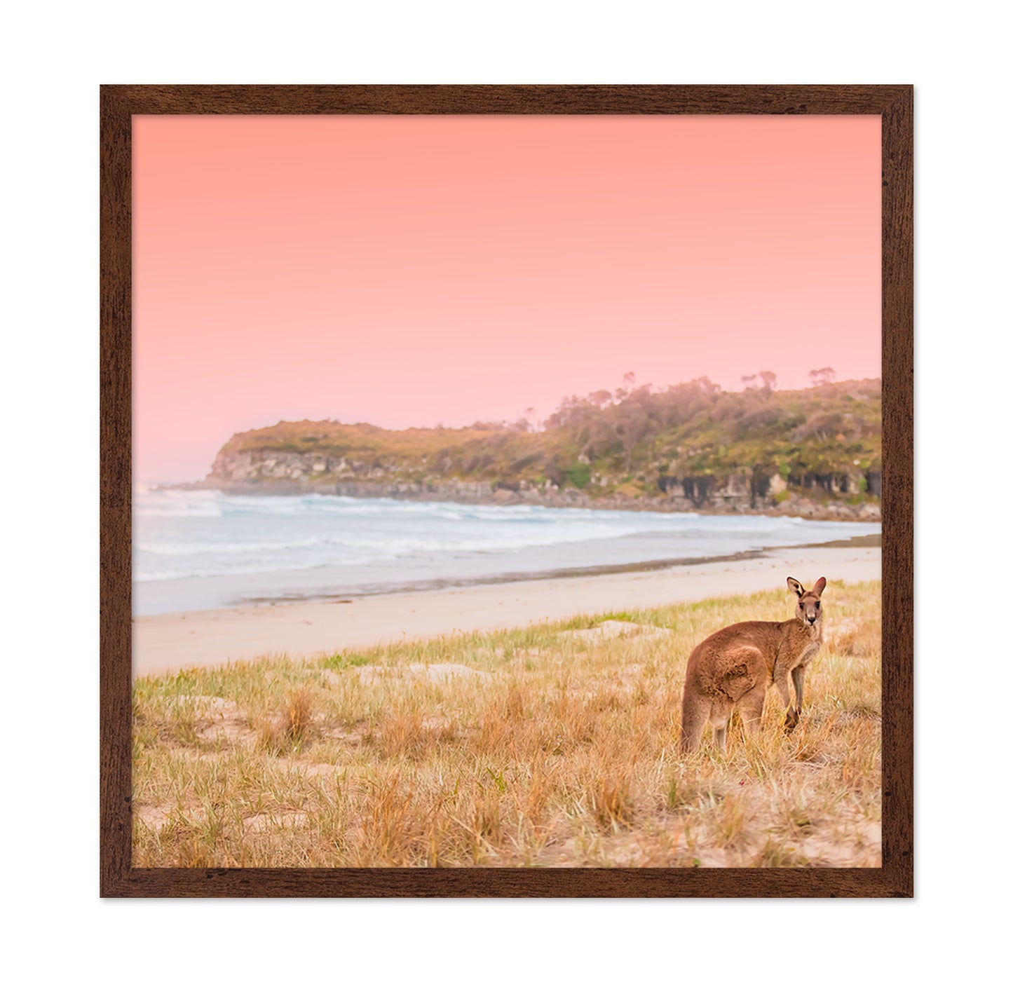 Kangaroo On A Sunset Beach