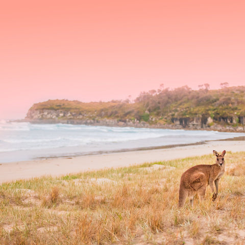 Kangaroo On A Sunset Beach