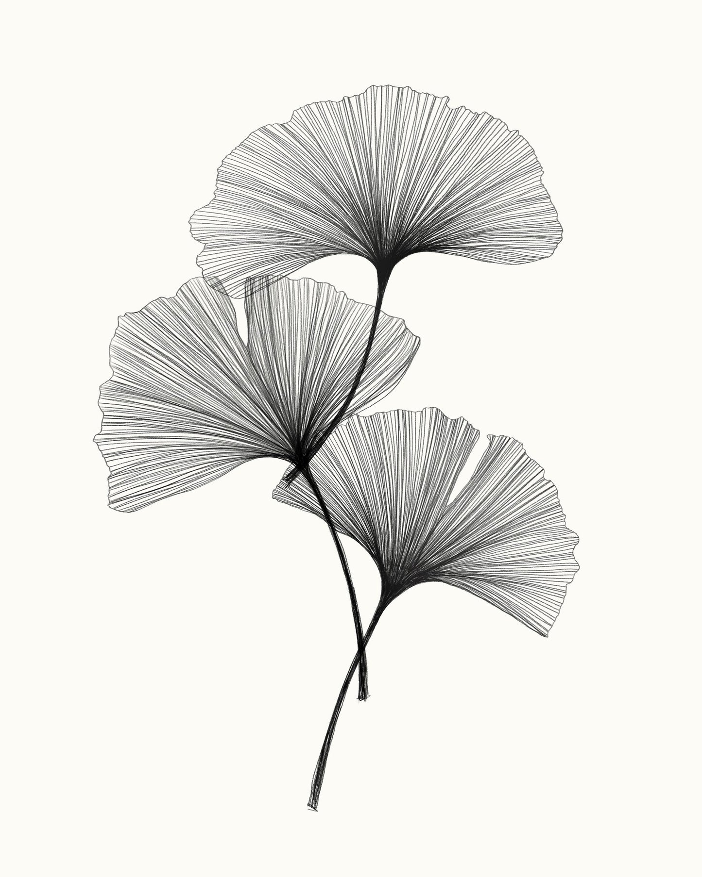 Ginkgo Leaves