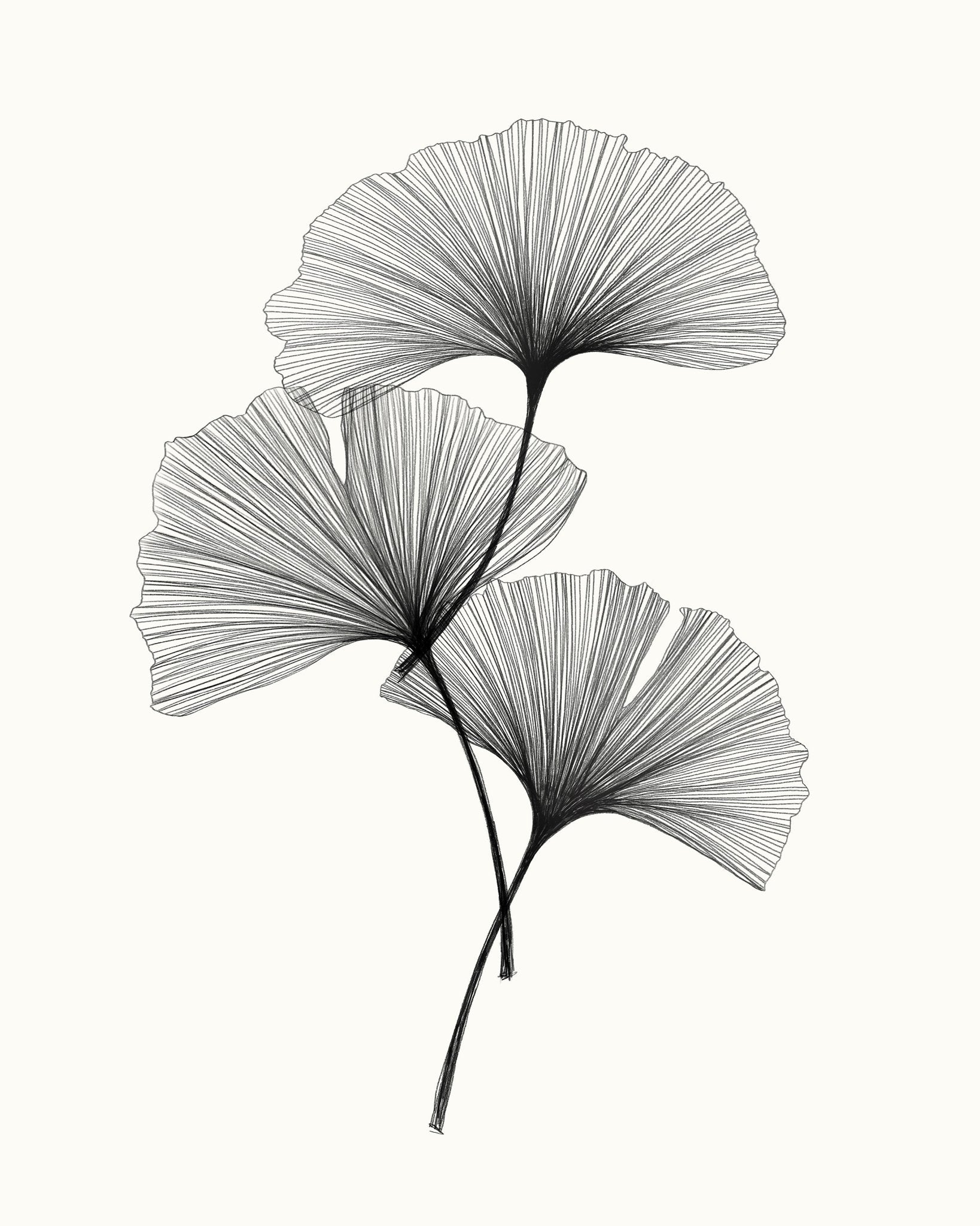Ginkgo Leaves