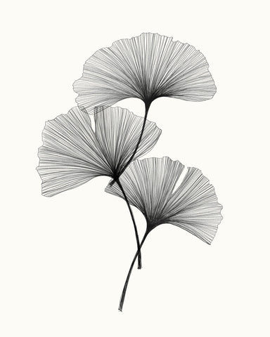 Ginkgo Leaves