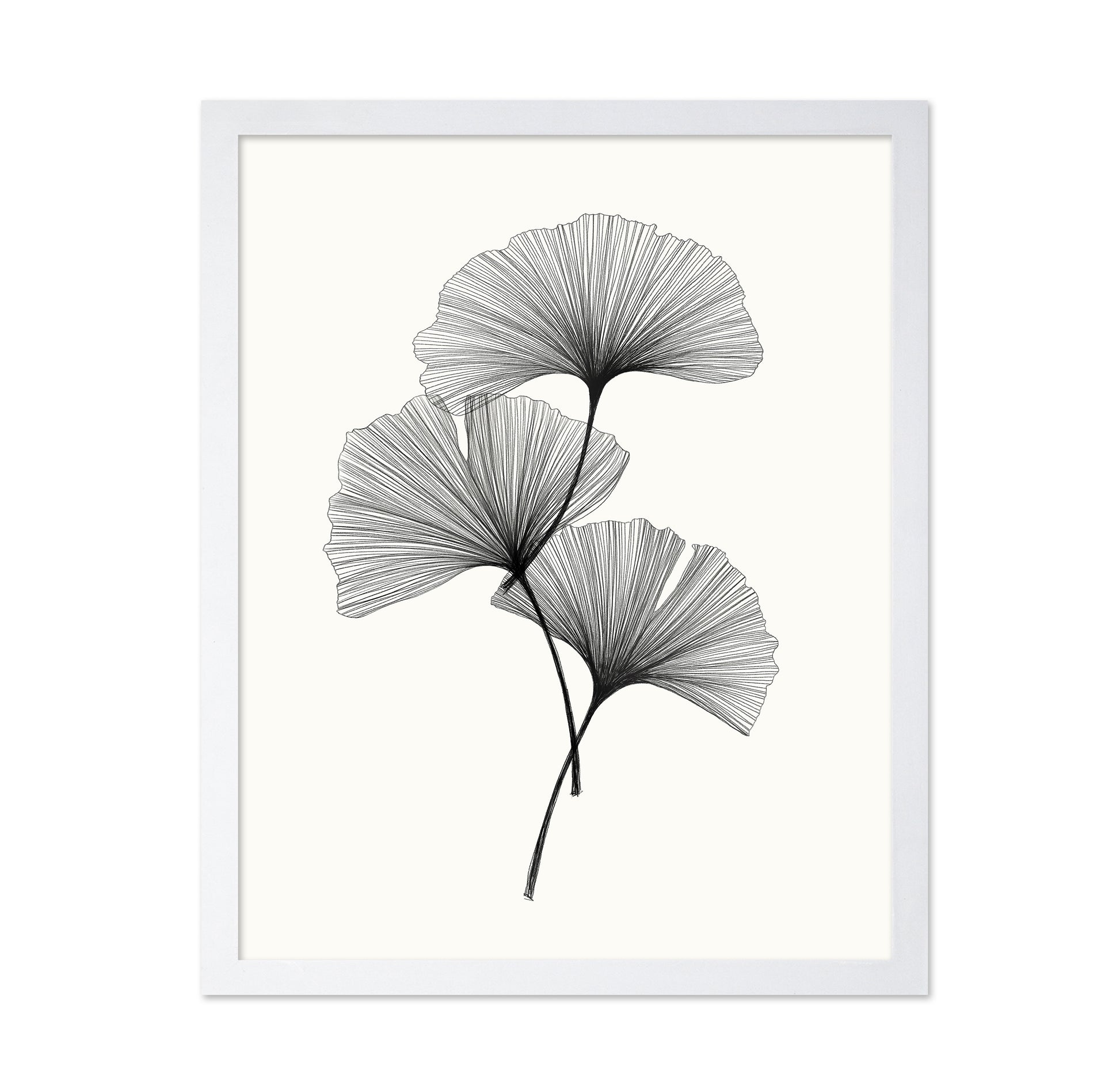 Ginkgo Leaves