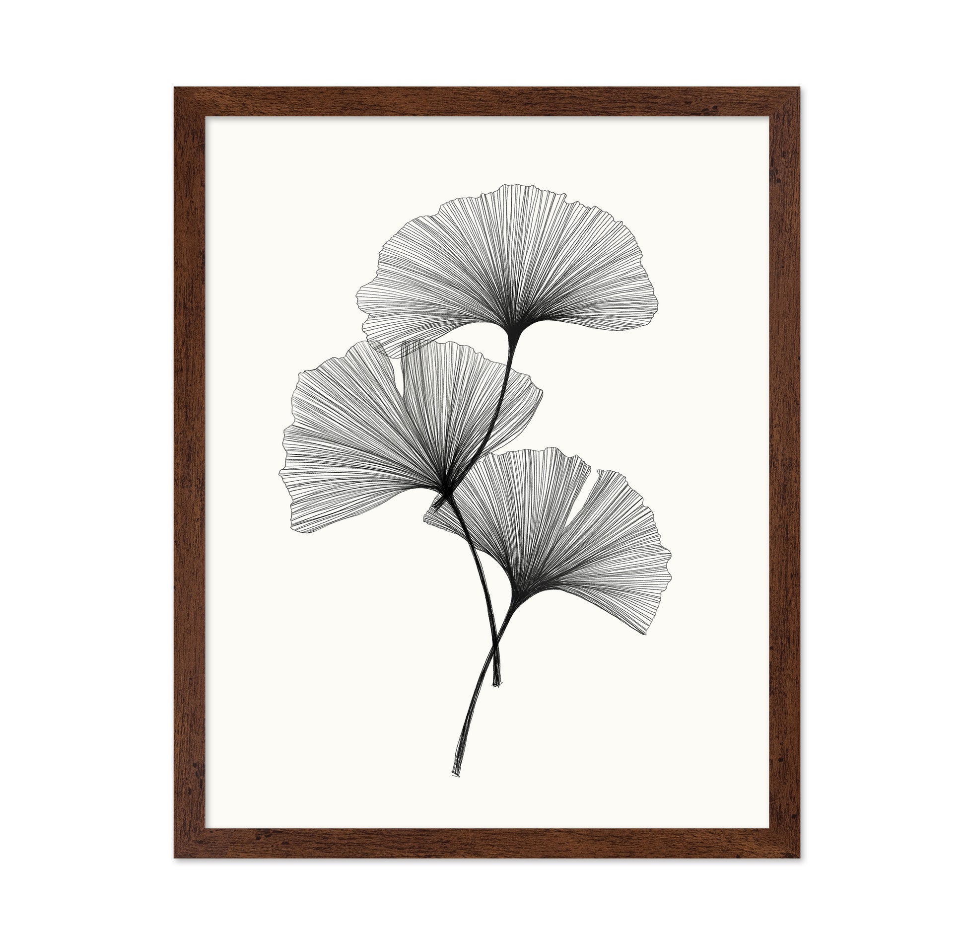 Ginkgo Leaves