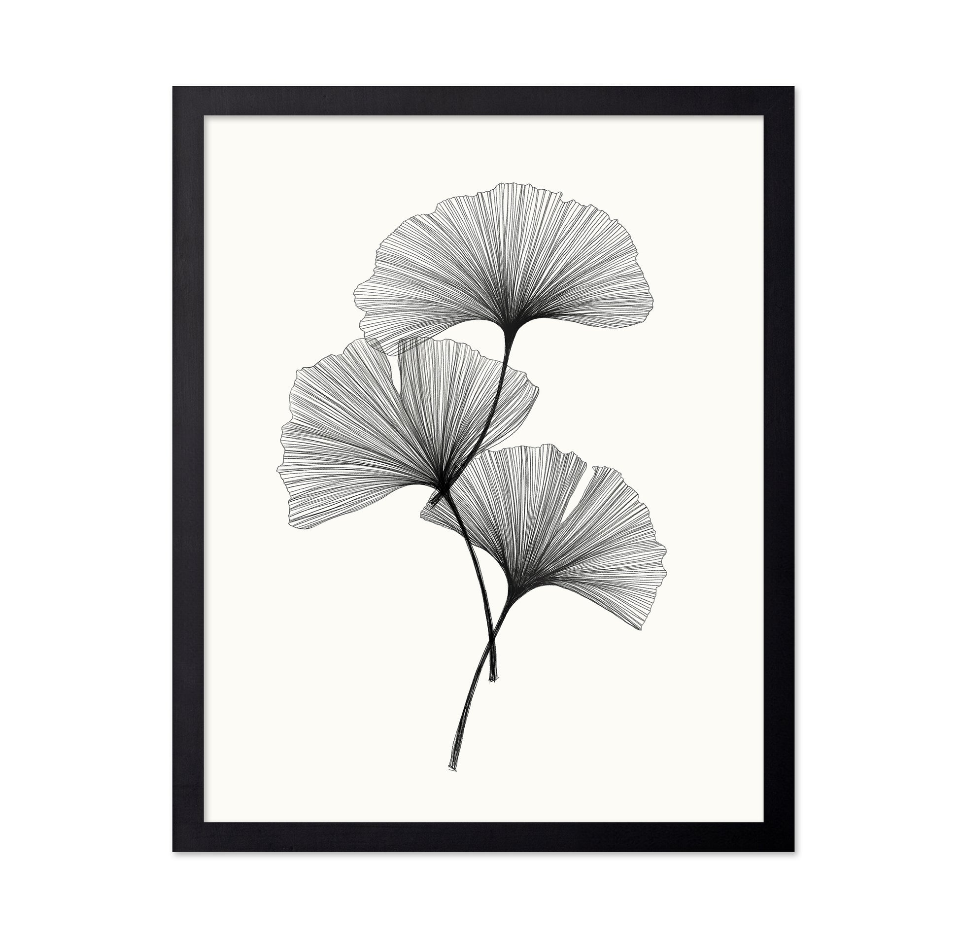 Ginkgo Leaves