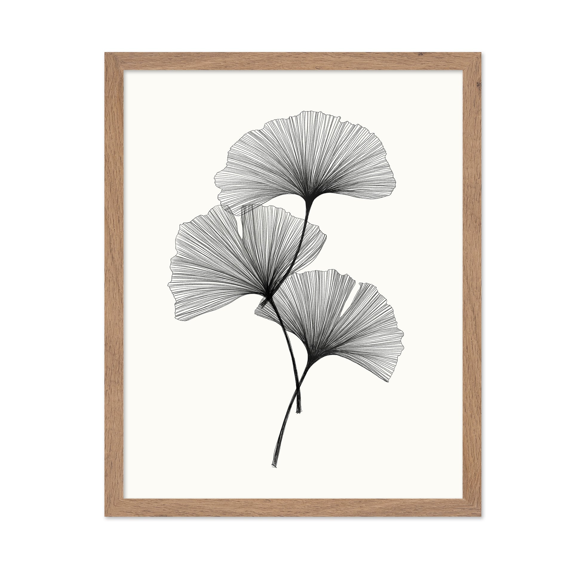 Ginkgo Leaves
