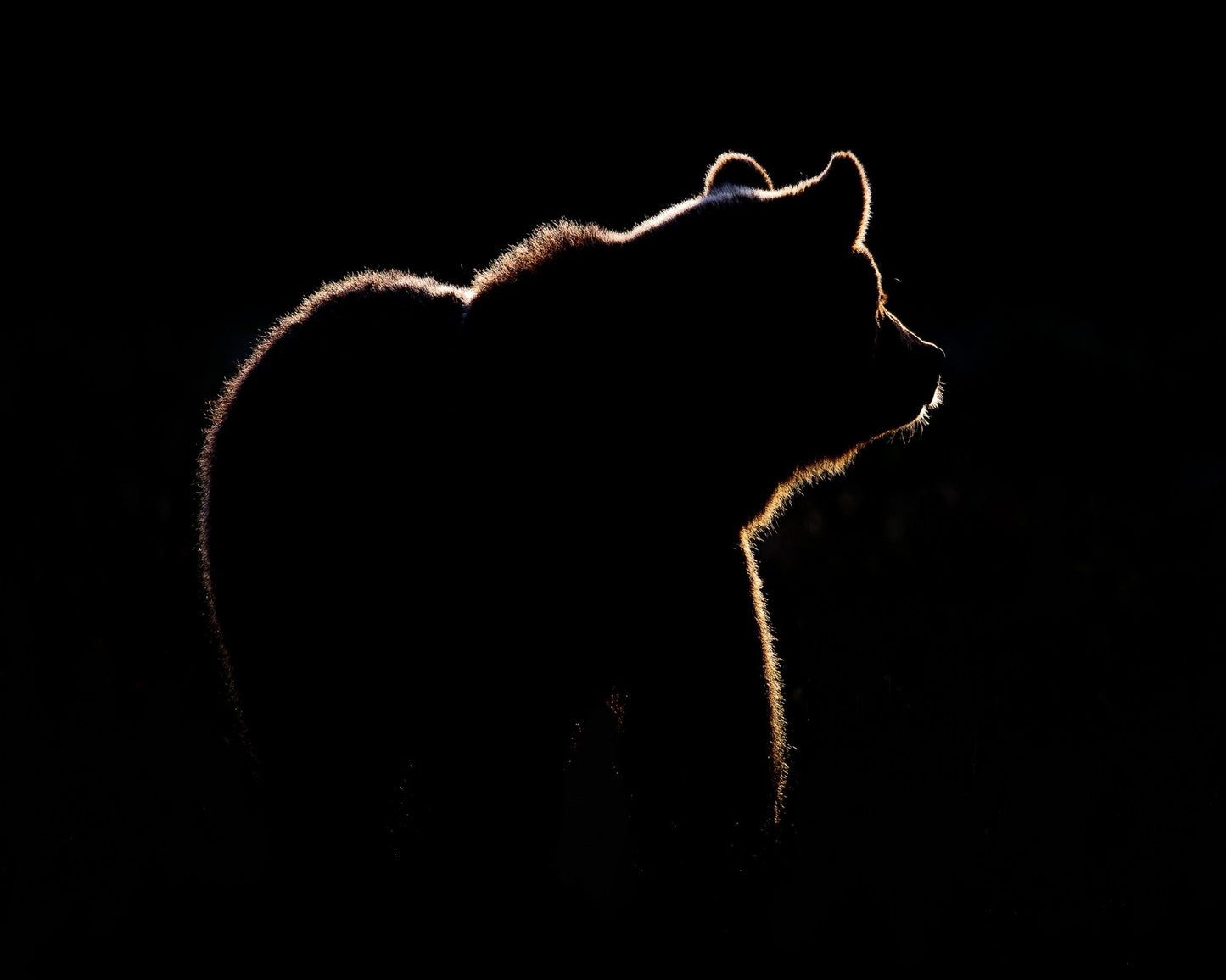 Bear In The Back Light
