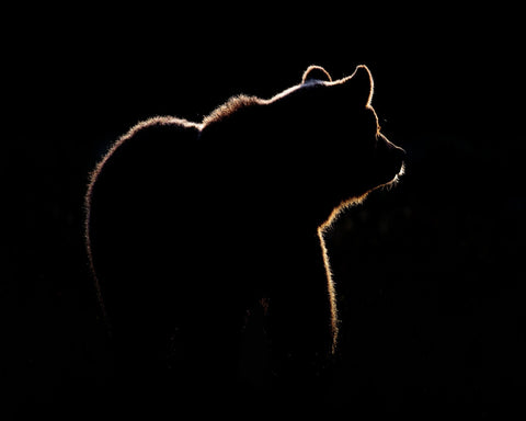 Bear In The Back Light