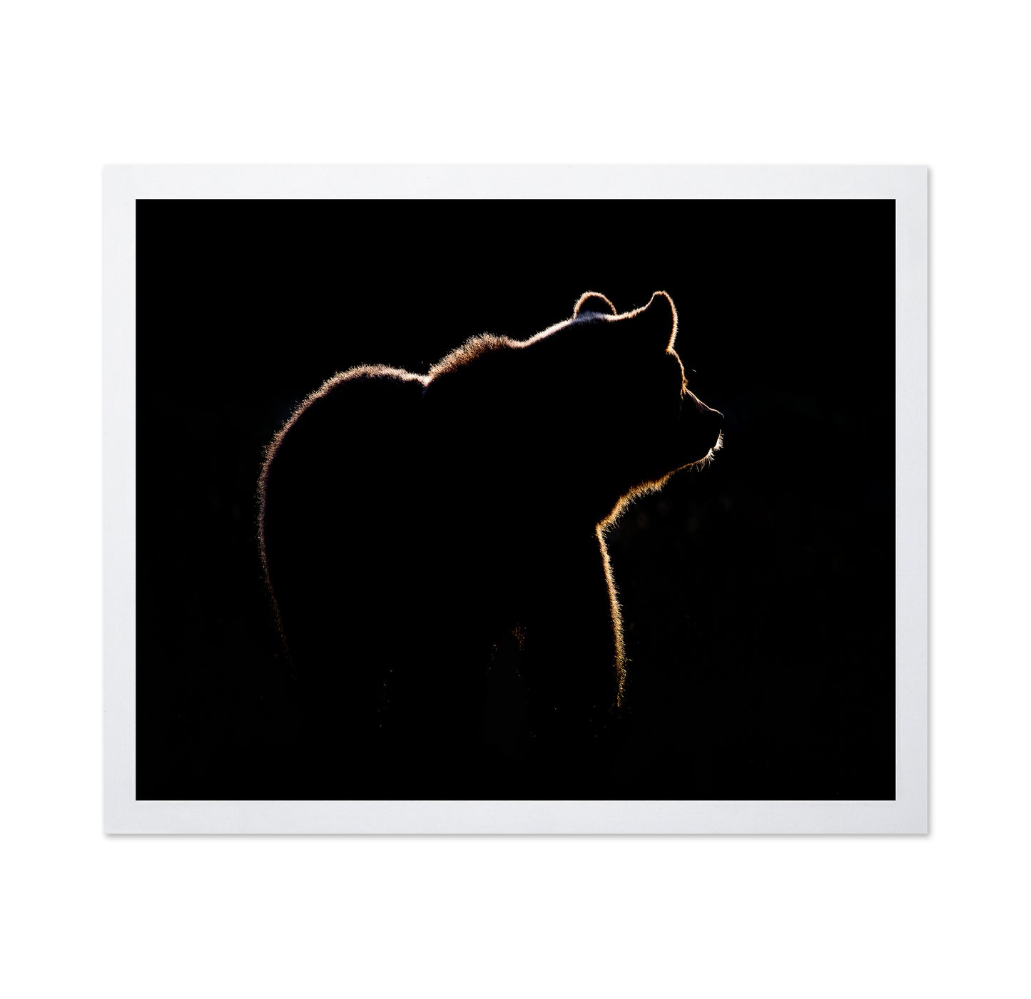 Bear In The Back Light