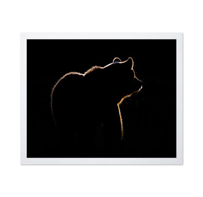 Bear In The Back Light