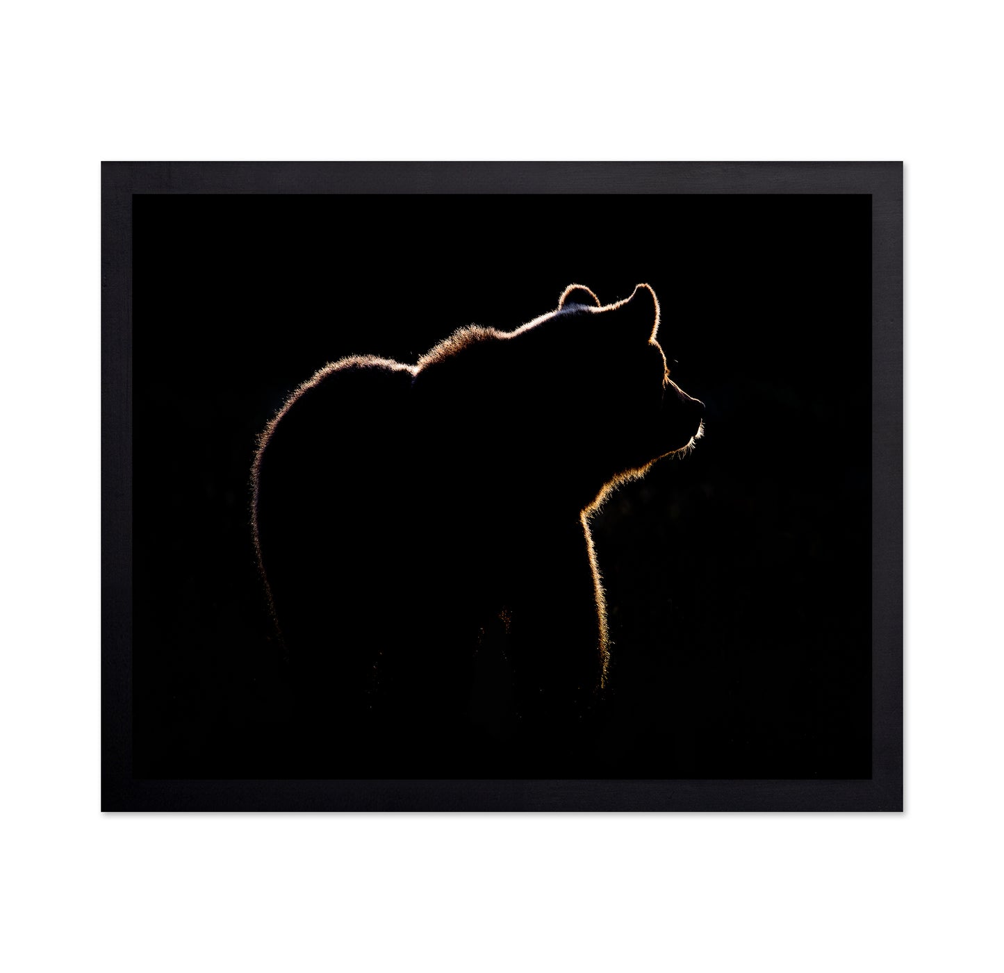 Bear In The Back Light